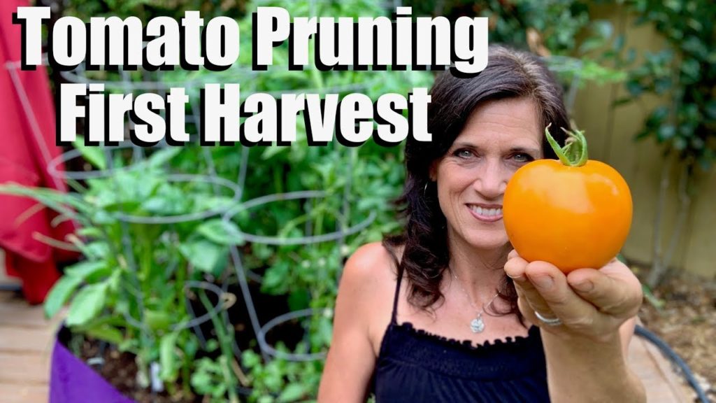 Tomato Pruning Tips & First Tomato Harvest ✂️🌿🍅