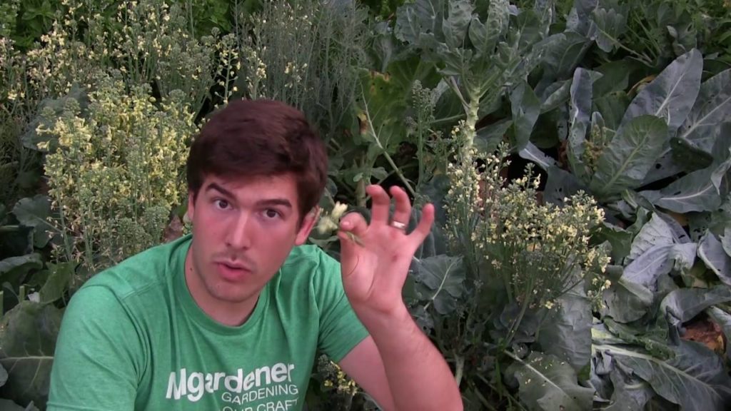 5 Edible Flowers Everyone Can Grow!