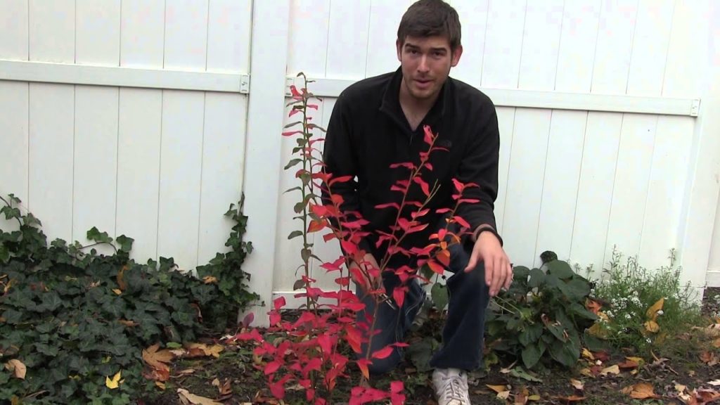 How To Prune & Best Time To Prune blueberries and other berry bushes