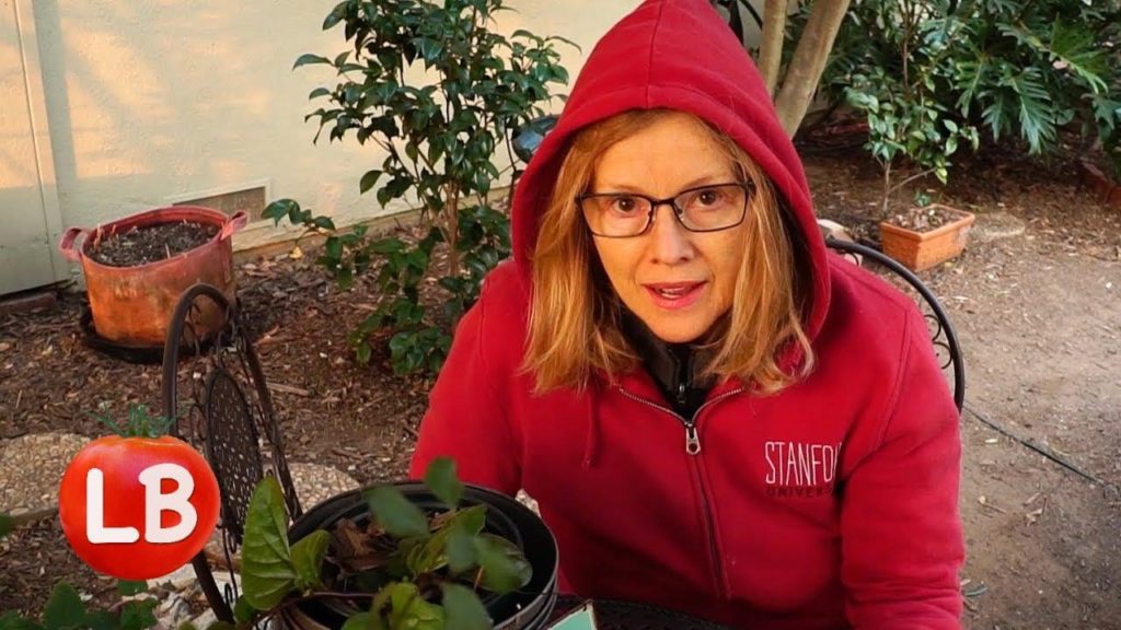 SMOKY WINDY December Dawn Garden Tour | Vlog