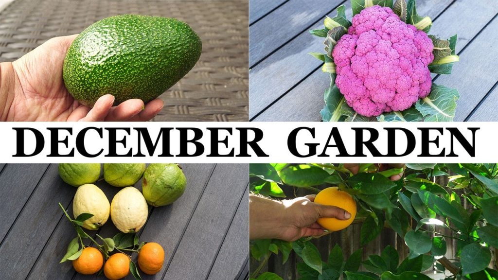 The California Garden In December - Merry Christmas & Happy New Year!