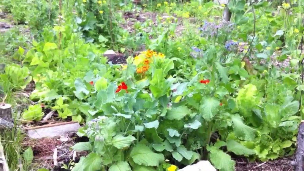 Permaculture Garden, A Functional Design system