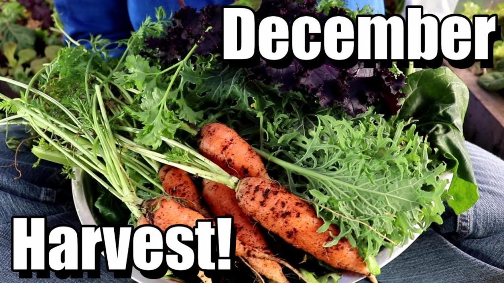 December Vegetable Garden Harvest (and 2 recipes!)