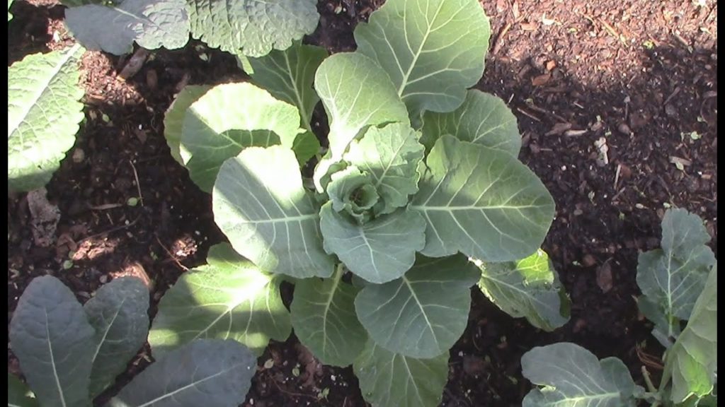 Let the 2014 Biochar Field Trials Begin!