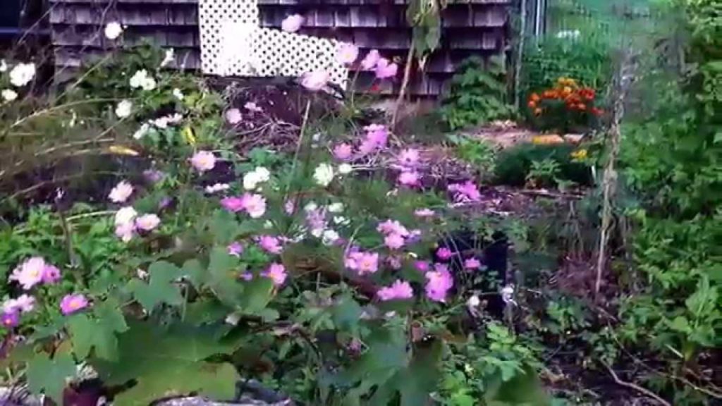 Succession Towards a Food Forest