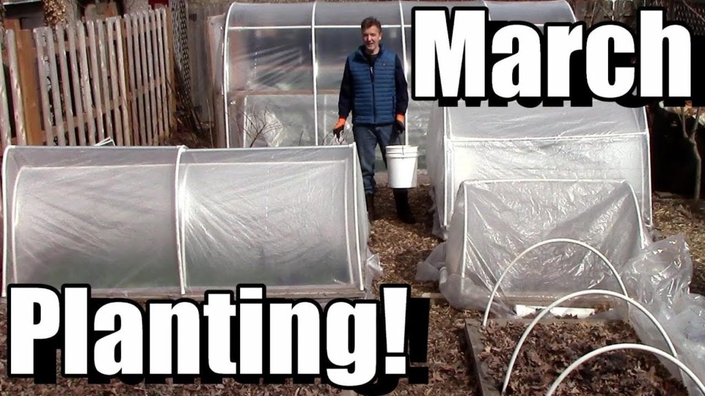 Planting Outside in March, Pt. 1 (Potatoes & Peas)!