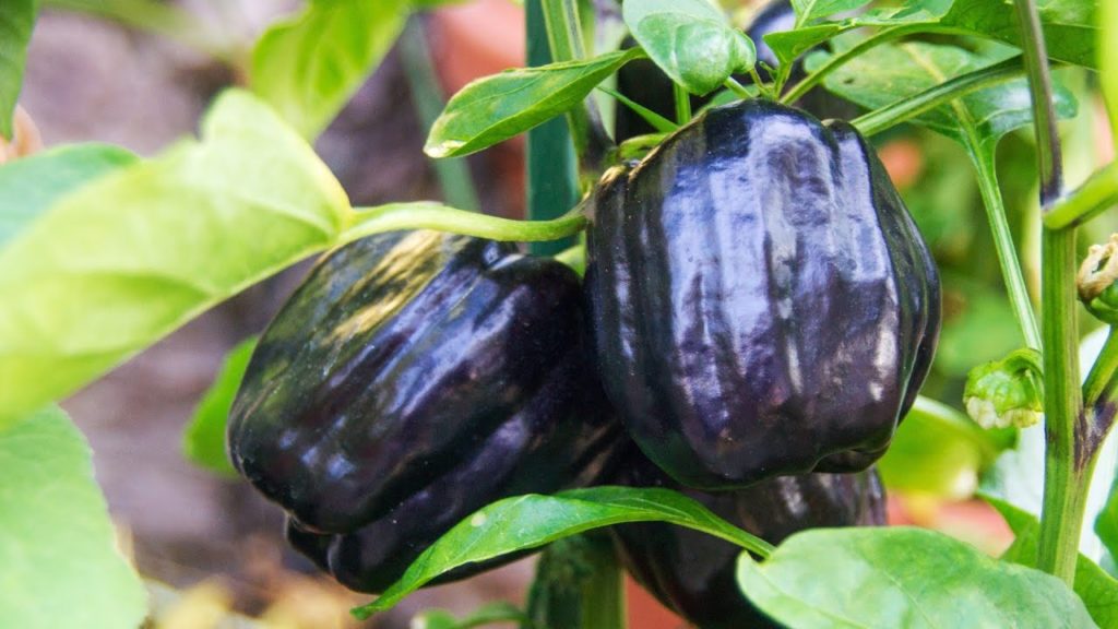 Harvesting Purple Peppers