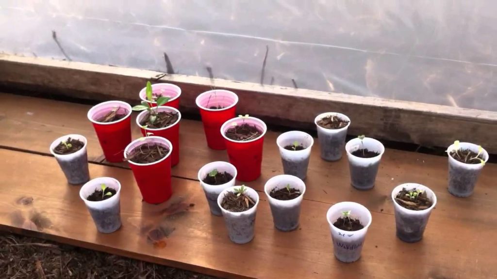 Organic garden, Permaculture update