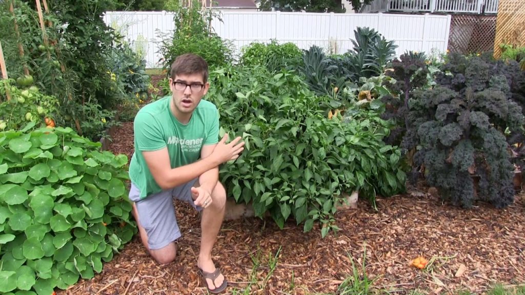 The Honest Truth about How to Have a 'Weed Free' Garden