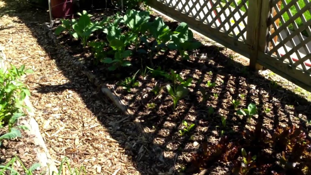 My Biggest Gardening Challenge? Not Enough Sun. What's Yours?