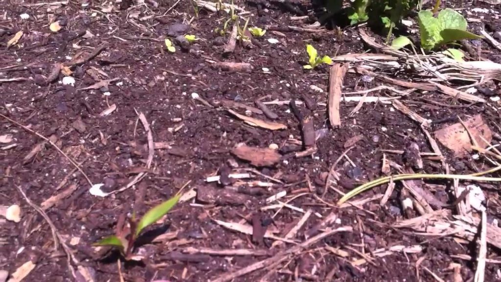 Permaculture Garden update, removing our pioneering systems