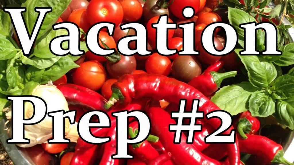 Garden Prep for My Trip to Ireland, pt. 2 - Harvesting, Preserving, & Watering