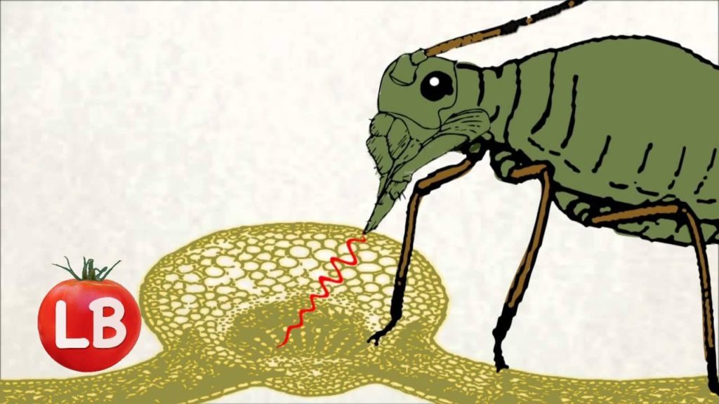 Awful Aphids Animation | Late Bloomer | Special Episode