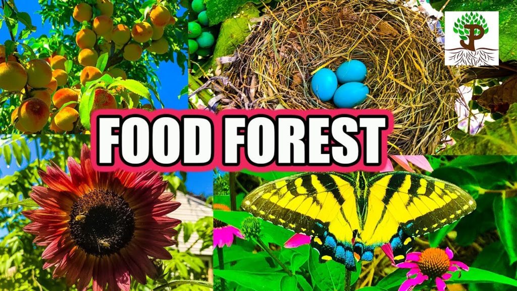 BOTANICAL PERMACULTURE FOOD FOREST