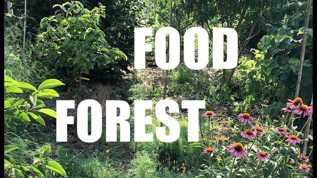 Backyard FOOD FOREST