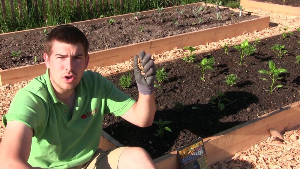 What do Endo and Ecto Mycorrhizae Do in The Garden & What's The Difference?