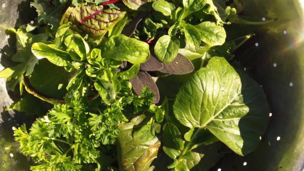A Winter Salad before the Next Deep Freeze
