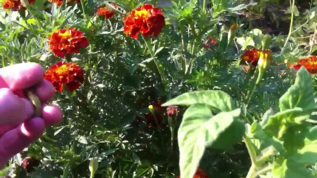 Permaculture Garden