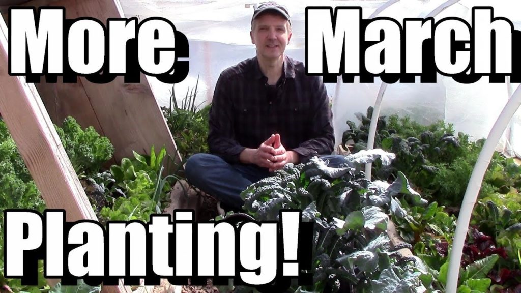 Planting Outside in March, Pt. 2 (Carrots, Beets & Turnips)