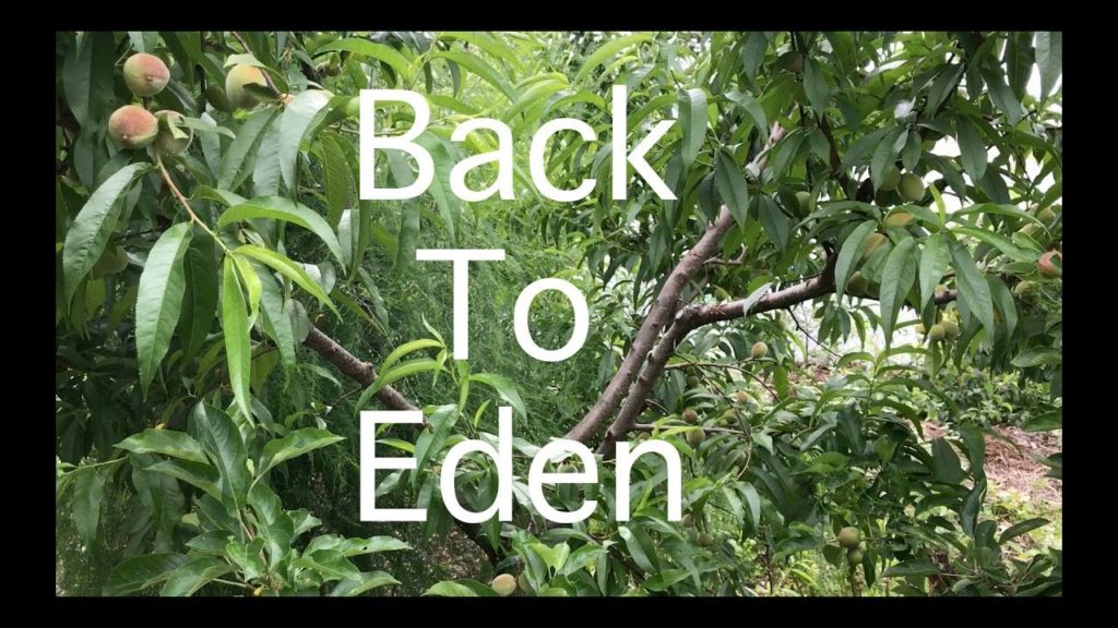 Back To Eden Food Forest