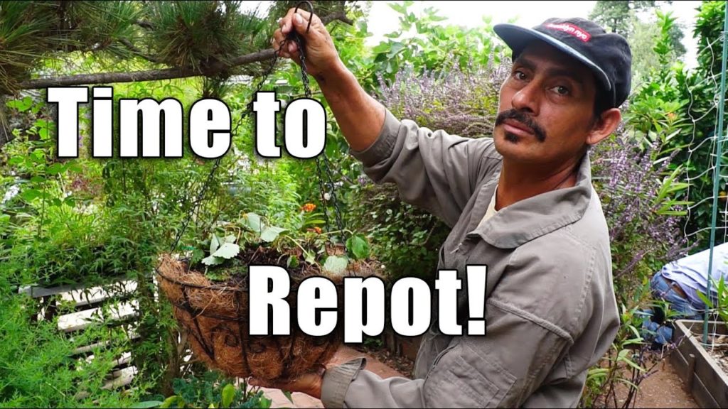 BIG Garden Workday | BIG Figs | Los Angeles | Garden Vlog