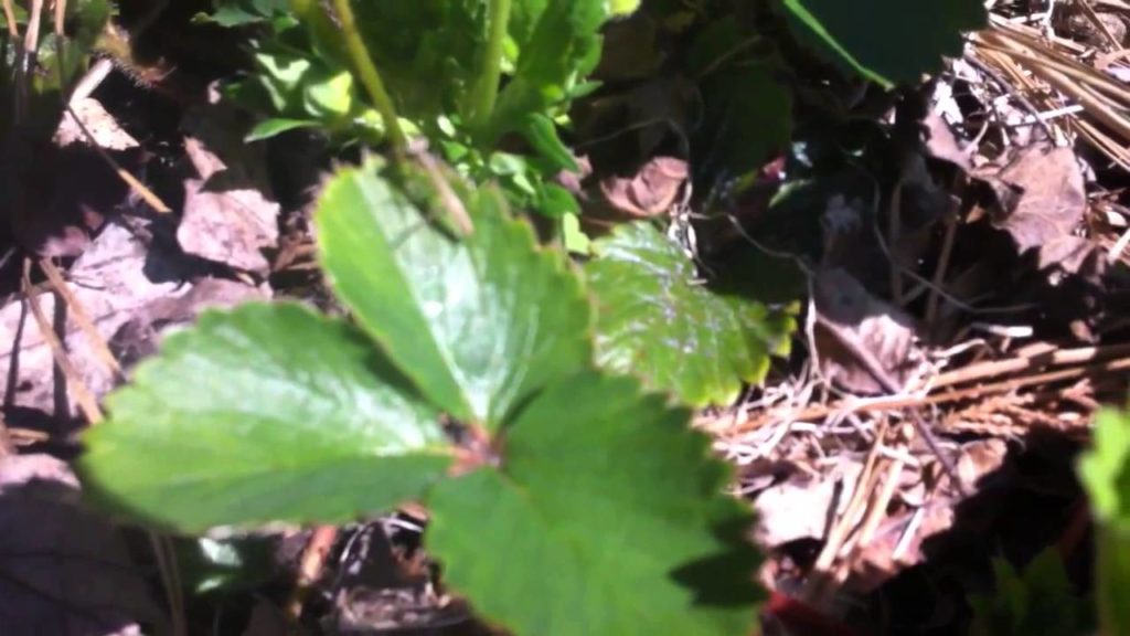 Praying Mantis' fresh hatched, new workers in the Garden!