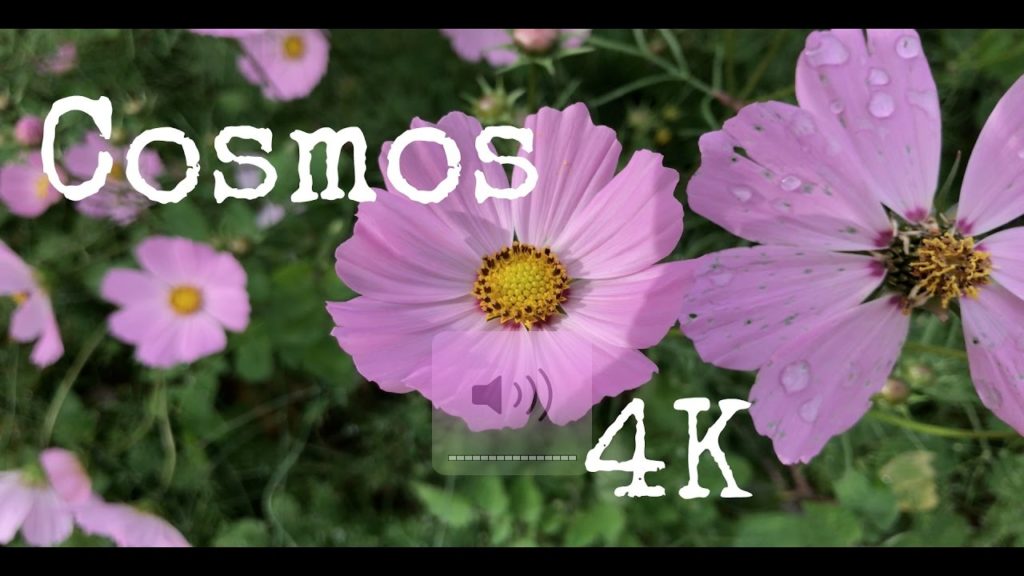 Cosmos in 4K