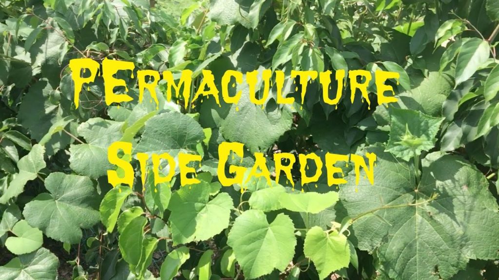 Permaculture Side Garden