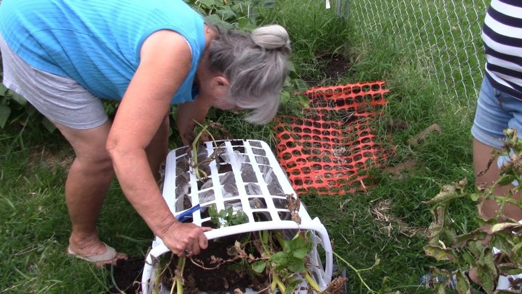 Container Gardening|| She Grows Potatoes In Laundry Baskets! Container Gardening|| She Grows Potatoes In Laundry Baskets!