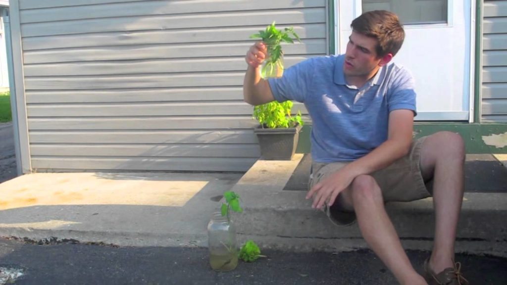 MIgardener: How To Get Mint, Tomato and Basil Plants for FREE Using Water! How To Get Mint, Tomato and Basil Plants for FREE Using Water!