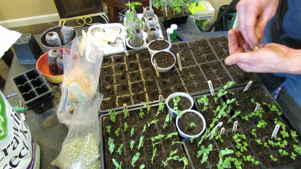 How to Easily Start Peas Indoors: They are Ready in About 2 Weeks!