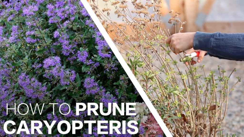 Garden Answer: Pruning Caryopteris! ✂️🌿// Garden Answer Pruning Caryopteris! ✂️🌿// Garden Answer