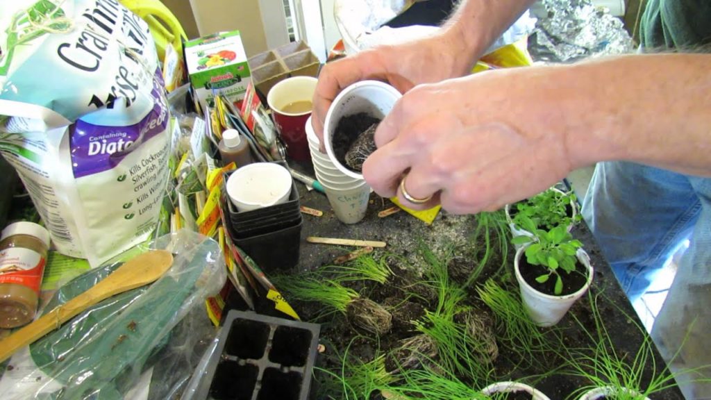 Transplanting Seed Start Chives & Herbs into Cups: Have a Plant Yard Sale! - TRG2016