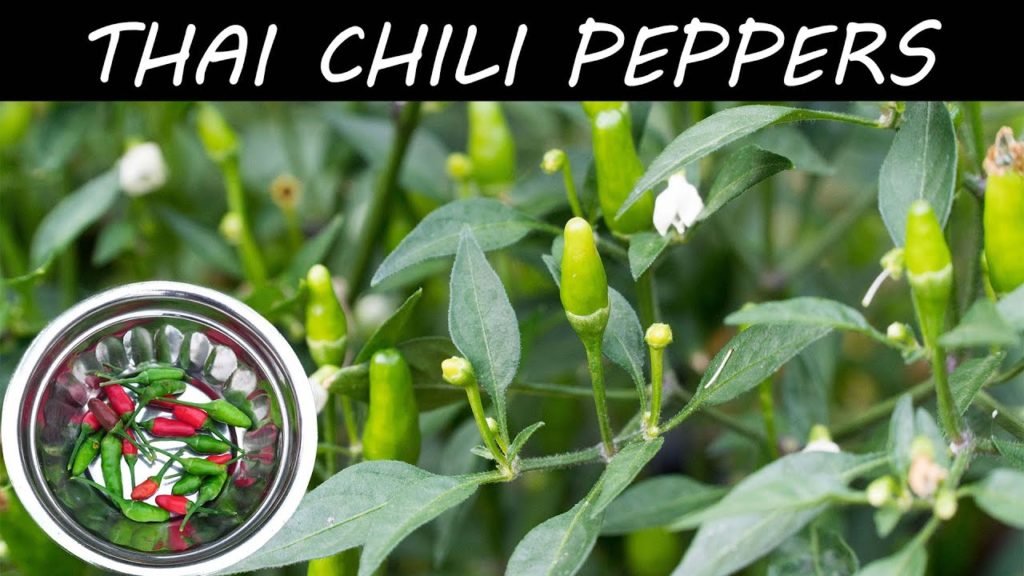 Growing Hot Thai Chili Peppers In Container - in 4K