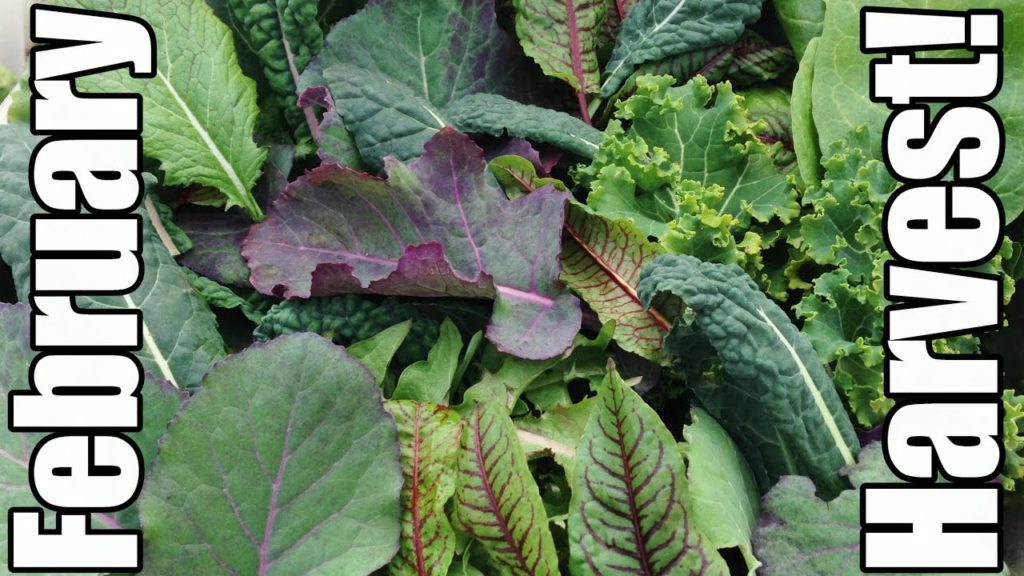 February Harvests & Recipes from Our Zone 5 Garden!