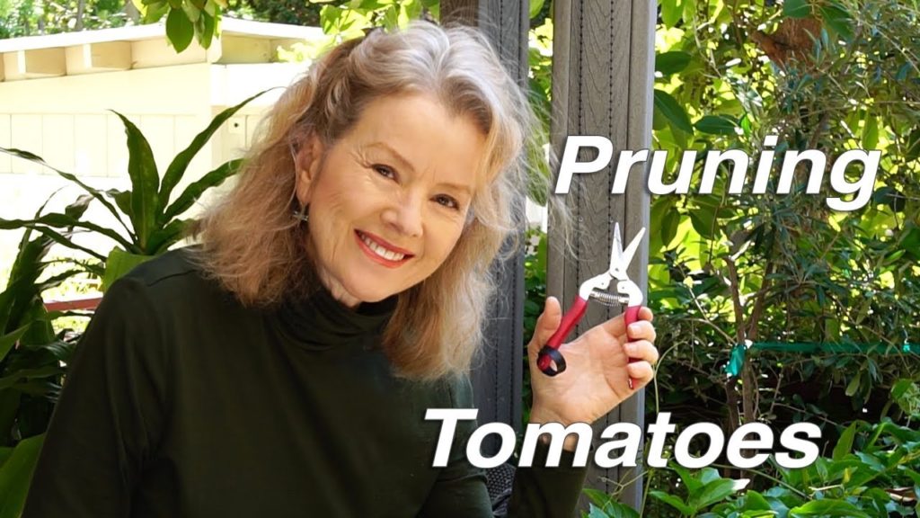 PRUNING Tomatoes, Growing Dragon Fruit Cactus | Garden Workday | Vlog