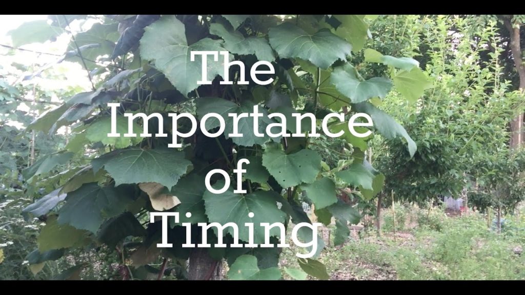 The Importance of Timing