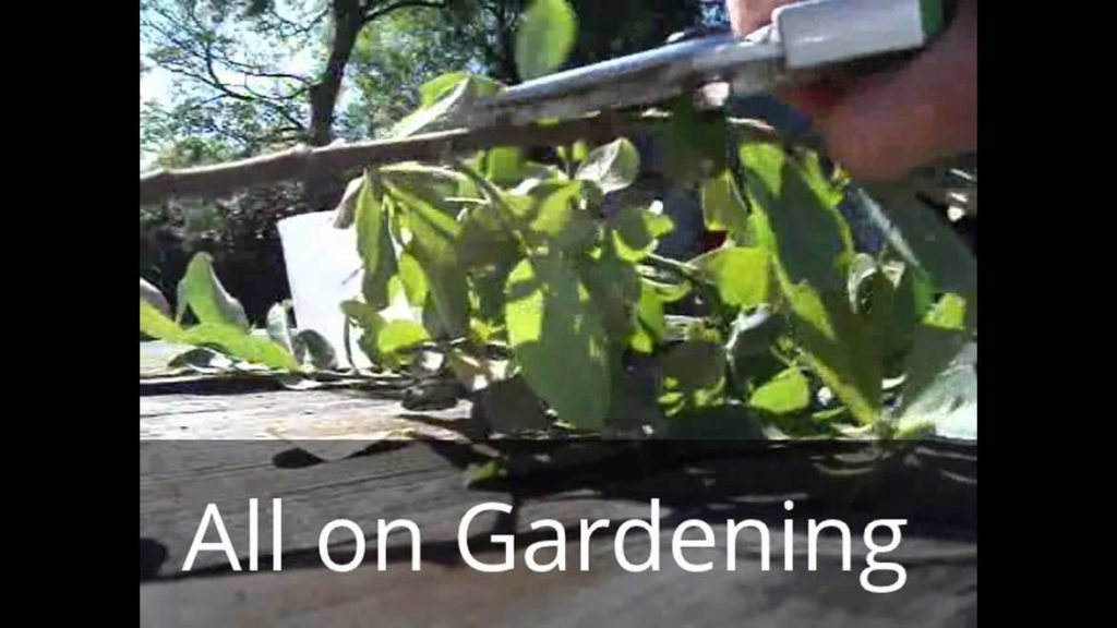 Huw Richards: Welcome to HuwsNursery. Please Subscribe! (Old Version) Welcome to HuwsNursery. Please Subscribe! (Old Version)