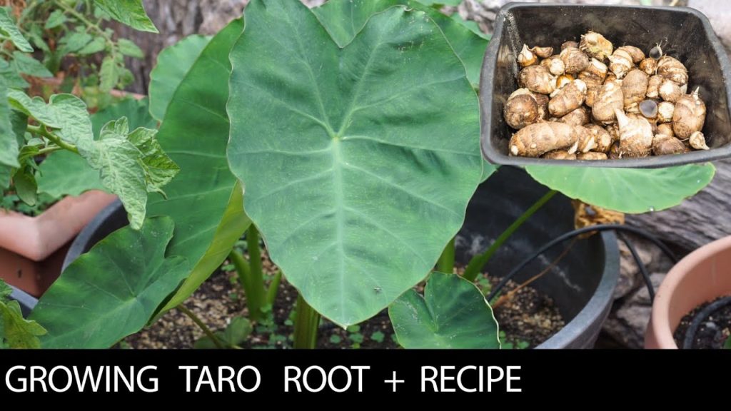 Growing 3 Taro Varieties + Recipe