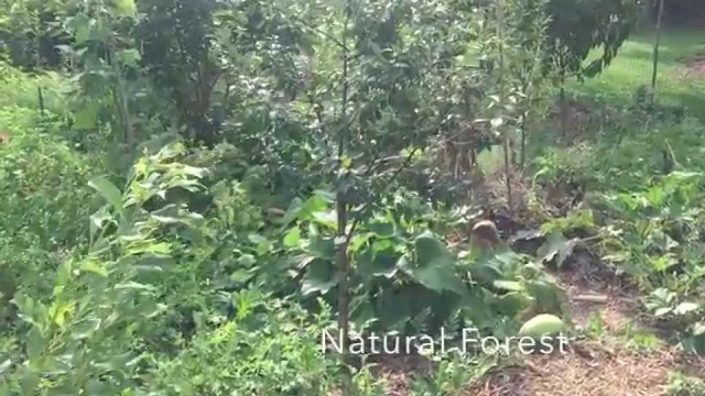 Food Forest, Part 2