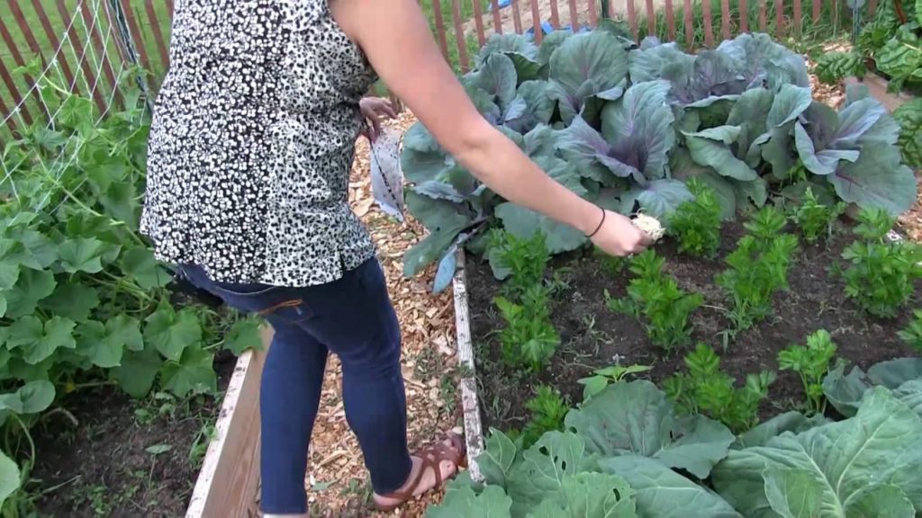 MIgardener: Releasing 1500 Ladybugs Into The Garden Releasing 1500 Ladybugs Into The Garden