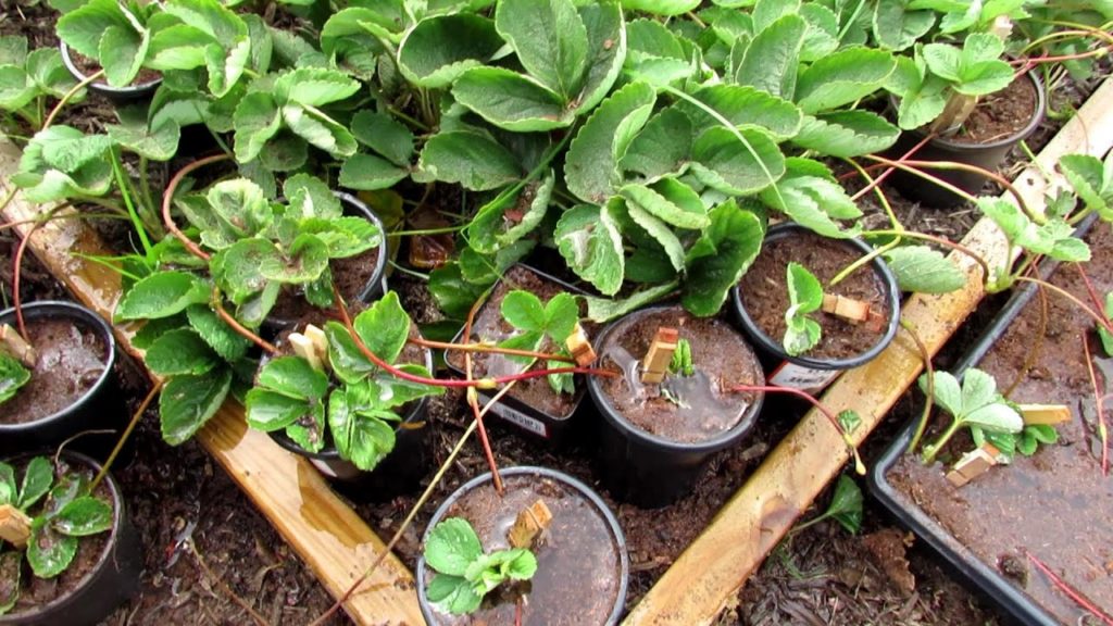 Gary Pilarchik: How to Quickly & Easily Propagate Any Strawberry Plant: Save a Lot of Money & Make 100's of Plants How to Quickly & Easily Propagate Any Strawberry Plant: Save a Lot of Money & Make 100's of Plants