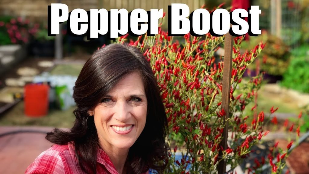 Pepper Boost - Pruning and Fertilizing Old Plants For Overwintering & New Growth