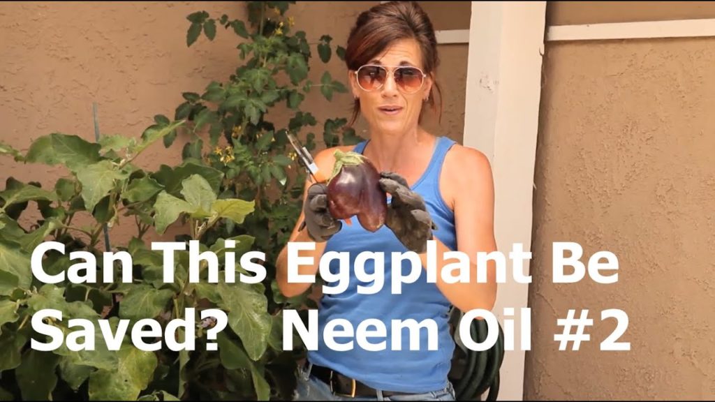 CaliKim: Can This Eggplant be Saved? Neem Oil #2 Can This Eggplant be Saved? Neem Oil #2