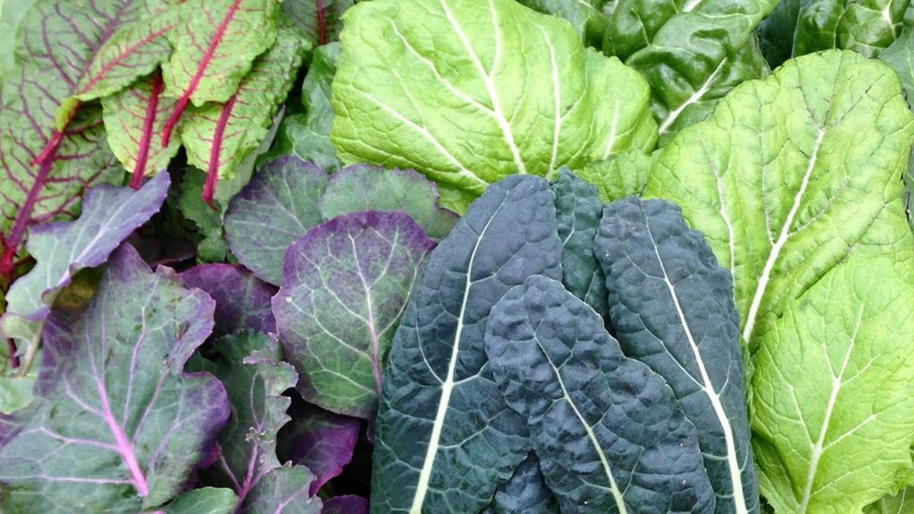 One Yard Revolution: January Harvests & Recipes from Our Zone 5 Garden January Harvests & Recipes from Our Zone 5 Garden