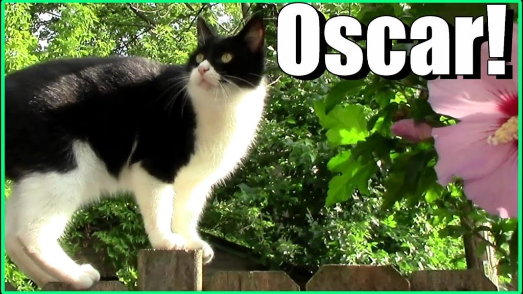 The Best of Oscar the Garden Cat (2017): cute, funny cat