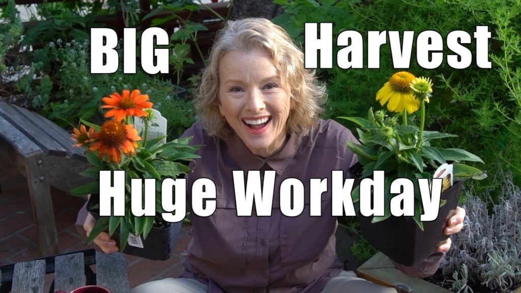 HUGE Garden Workday | Corn, Mildew, Pests, Onions Cleanup