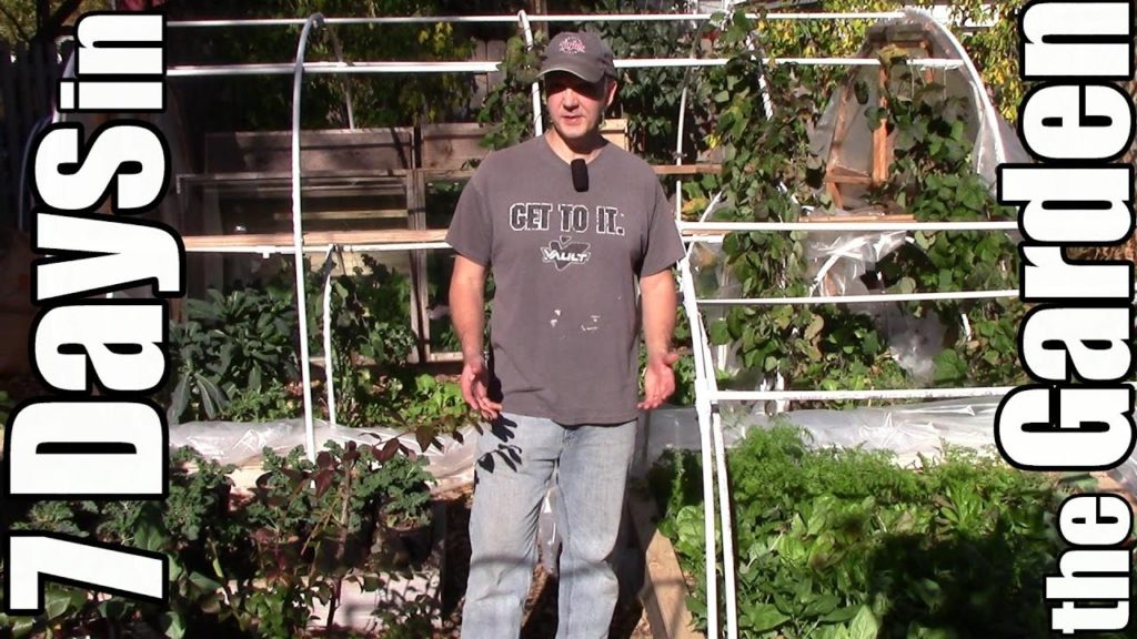 One Yard Revolution: 7 Days in the Garden: Autumn Edition 7 Days in the Garden: Autumn Edition