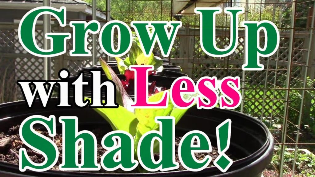 One Yard Revolution: 6 EZ Tips to Minimize Shade when Growing Vertically in a Small Garden 6 EZ Tips to Minimize Shade when Growing Vertically in a Small Garden