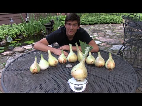 MIgardener: Harvesting my Giant Onions! Harvesting my Giant Onions!